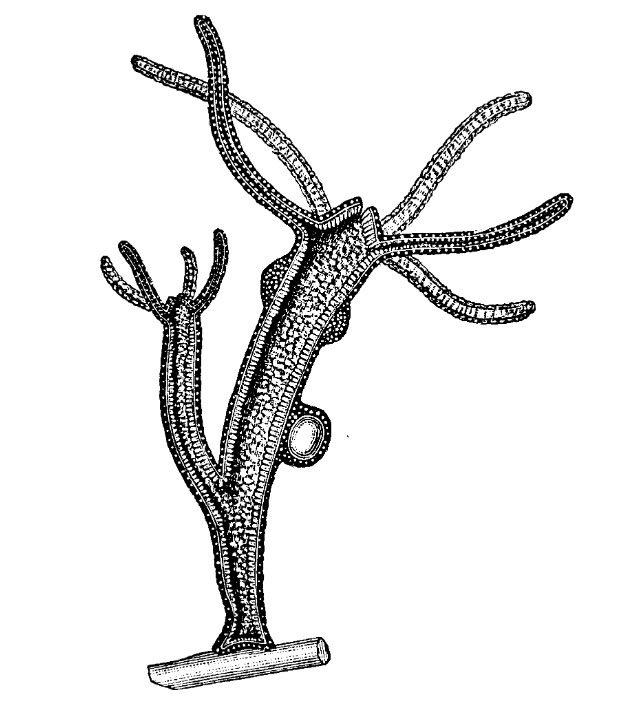 Как найти официальный сайт кракен